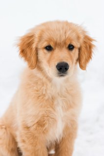 星座と犬:それぞれの星座のための完璧なペア