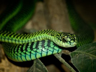 世にも恐ろしい世界で最も危険なヘビとは