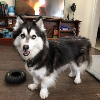 These Mixed Breed Dogs Prove That Purebred Isnt Perfect