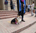 These Hilarious Corgis Will Make Your Day 10x Better