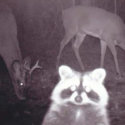 Trail Cams Capture The Most Amazing Things