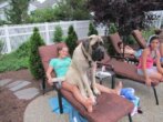 Big Dogs Who Want To Be Puppies Forever