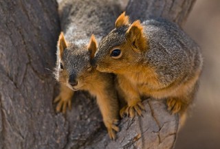 These Animals Look Like Theyre Totally In Love