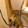 Pets Doing Funny Things In The Bathroom