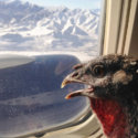 These Are The Craziest Funniest And Cutest Photos Of Animals Flying The Friendly Skies