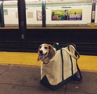 NYC Subway Banned Pets That Dont Fit In Bags And Dog Owners Responded Hilariously