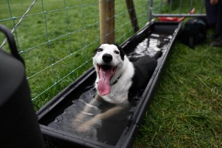 Hidden Meanings Behind Common Dog Behaviors That Everyone Should Know