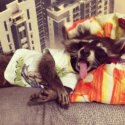 Ridiculous Animals Proving They Can Sleep Anywhere