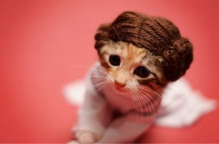 Adorable Pets Dressed As Your Favorite Star Wars Characters