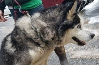 Husky Chained Outside For 15 Years Gets Beautiful Second Chance At Life After A Freak Accident