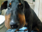 Animals Who Had Instant Regrets: You Won’t Know Whether To Laugh Or Cry