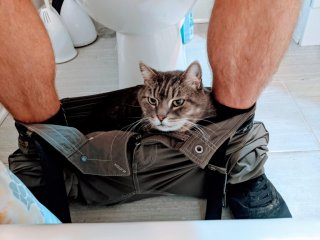 Top 10 Reasons Why Cats Follow Us to The Bathroom