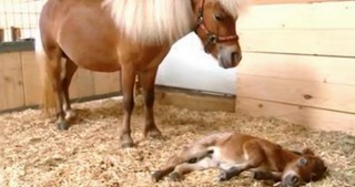 The Smallest Mini Horse In The World Surprised Everyone In The Best Way