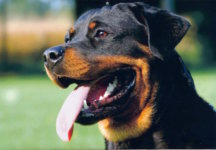 These Incredible Dogs Saved Their Owners Lives