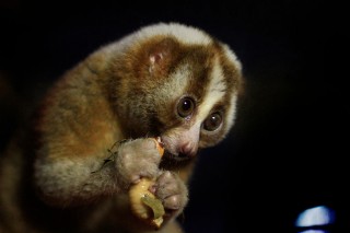Adorable Animals That Are More Dangerous Than You Might Think