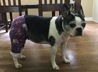 These Dogs Wearing Pants Will Brighten Your Day