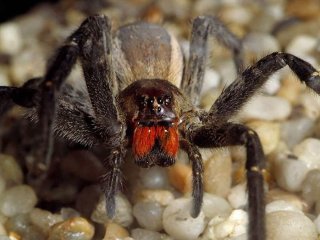 The World's Most Deadly Creatures Look Way Too Cute