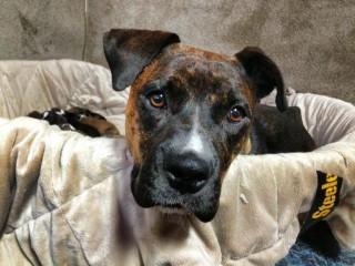 This Family Was at a Loss When Their Very Pregnant Dog Refused to Give Birth