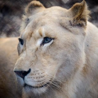 Sad Lioness Sees Her New Neighbor And Reacts Like This