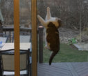 These Overly Curious Kitties Will Have You Shaking Your Head