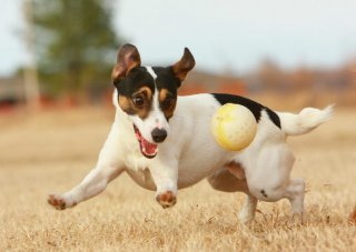 10 smartest animals in the world