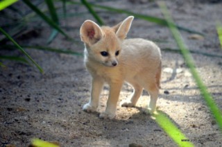 You Wont Believe These Facts About Some Of The Worlds Most Adorable Animals!