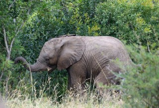 This Orphaned Baby Elephants Unlikely Friendship Will Melt Your Heart