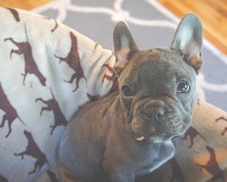 The failure of 10 cute pets reminds us of real life situations